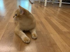 -糯米喵星人总部直营旗舰店·猫舍·幼猫出售