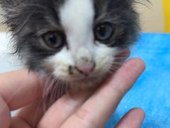 -芭比堂动物医院·犬猫全科·异宠专科(雁塔分院)