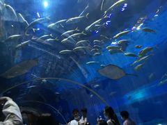 -华夏文旅海洋公园