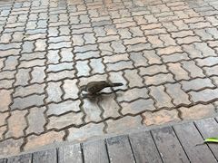 -清迈女子监狱马杀鸡(无分店)