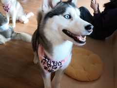 -Husky Go! 哈士奇体验馆·宠物咖啡厅狗咖