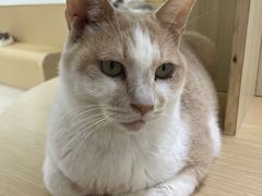 -鼓捣猫呢主题猫咖店
