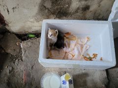 -伟伟宠物医院·CT影像中心·瑞派犬猫综合性门诊(汉口总院)