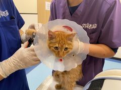 -萌兽医馆·犬猫专科·眼科中心·宠物医院(朝阳门分院)