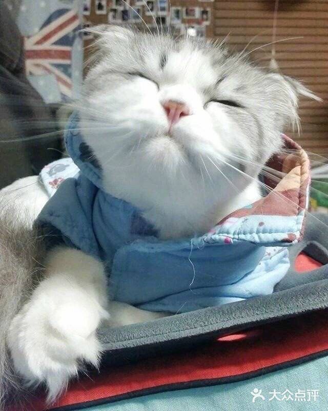 猫咪特性一 猫咪的瞳孔竖了起来