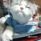 猫咪特性一 猫咪的瞳孔竖了起来