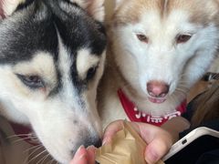 -Husky Go! 哈士奇体验馆·宠物咖啡厅狗咖
