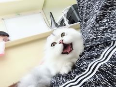 -瑞鹏宠物医院·骨科·猫科·内科(第一中心)
