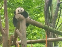 -都江堰中华大熊猫苑