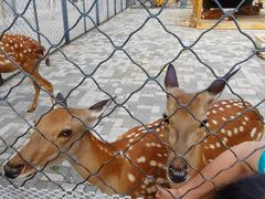 -长白岛森林公园