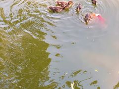 -团结湖公园