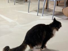 -豆逗聊愈猫阁Easy Life
