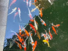 -上海浦东星河湾酒店