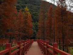 -广州市石门国家森林公园