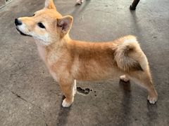 -柴犬高等学院·狗咖·柴犬售卖·宠物训练