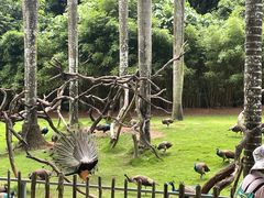 -深圳野生动物园