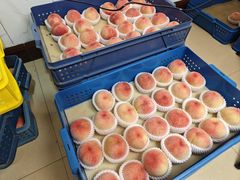 -老袁家蜜桃农场·阳山水蜜桃