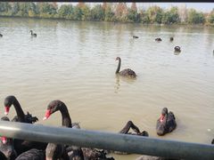 -艾溪湖湿地公园