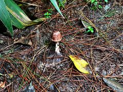 -铁山坪森林公园