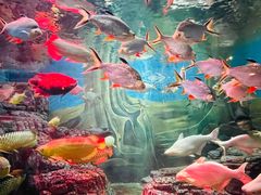 -上海海洋水族馆