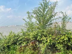 -海鸥岛河景湖大排档