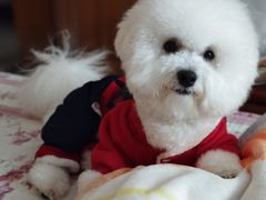 -翊宠yipet猫狗购宠庄园