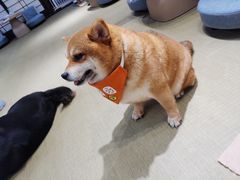 -逗柴咖啡屋·狗咖猫咖宠物桌游