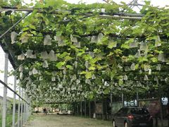 -白鹿原葡萄主题公园