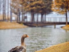 -西山漾湿地公园