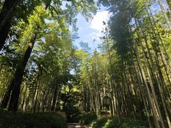 -云栖竹径