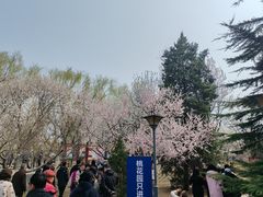 -桃花堤公园