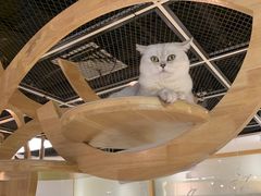 -猫和宫(六道口店)
