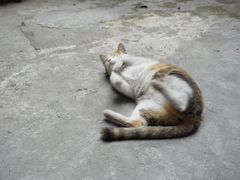 -小洲村