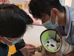 -御宝贝·A梦猫科宠物医院(国际猫友好医院)