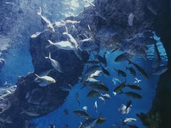 -海合安武汉极地海洋公园