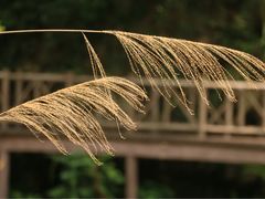 -泽雅七瀑涧景区