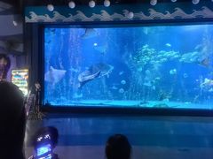 -烟台海昌鲸鲨海洋公园