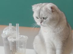 -飞行喵MR PILOT|猫舍·猫咖(静安大融城店)