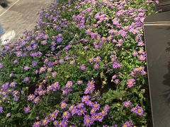 -巴伐利亚啤酒坊(意式风情街店)