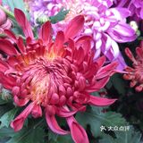 梅兰竹菊诗情画意——清风园（菊花盛开中）