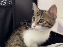 -心仪动物医院·牙专科·肿瘤·心脏科(西客站院)