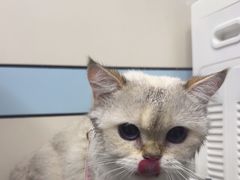 -中农国际动物医院24小时·猫科·骨科·急重症中心