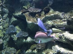 -悉尼海洋生物水族馆