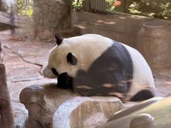 -海南热带野生动植物园