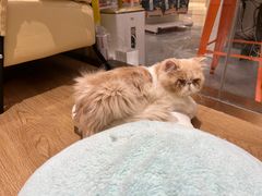 -1013 PET SHOP精品宠物商店(丁香店)