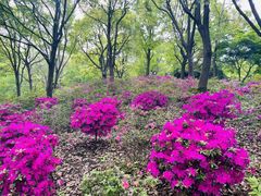 -上海滨江森林公园