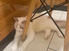 -关爱宠物医院·猫科中心·消化科(滨湖万达分院)