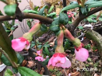 希望就来了，鲜花开起来了