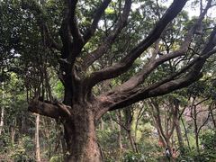 -梧桐山风景名胜区