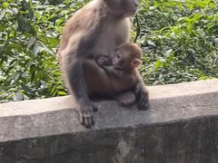 -黔灵山公园